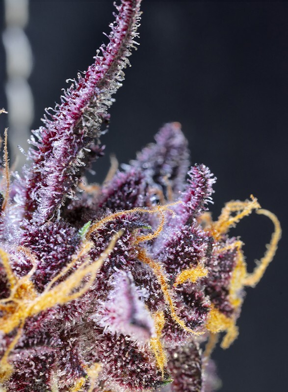 ToroGrow's tweet photo. Sweet Seeds - Diablo Rojo XL Auto (auto/fem.) https://t.co/P9DKXi2Ycm #Cannabis #гроушоп #каннабис #Growshop #Seeds #torogrow #семена #TG #ToroGrowshop https://t.co/ZurSOKtpym