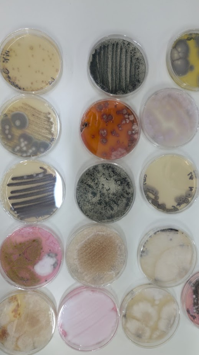 Gabriel Tinghitella tweet media