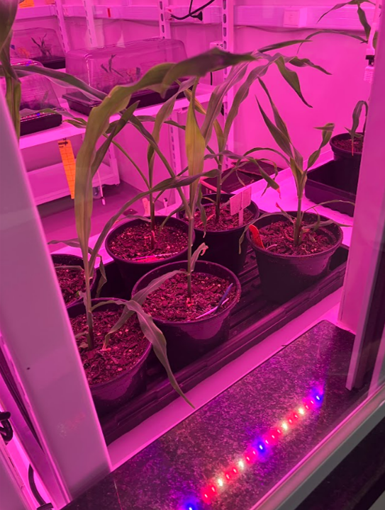 Gabriel Tinghitella tweet media