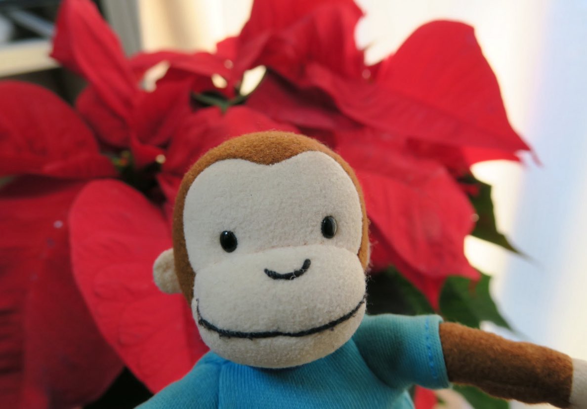 TayaHiro's tweet photo. おはよーございます♪
クリスマスまで約2週間です✨なんだか待ち遠しいね🎄風邪引かないように気をつけてね😊🐒Happy Wednesday✨
#キュリアスジョージ #CuriousGeorge #monkeyGeorge #おさるのジョージ #saru #さる #ぬい撮り #ポインセチア https://t.co/udv0DINuIK