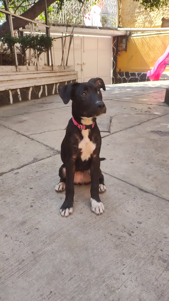 kath_tea's tweet photo. Siempre que salimos a caminar la chulean muchísimo y aún así solo tres personas se han tomado el tiempo de llenar su solicitud de adopción, y al final se retractaron ¿Por qué? No sé, realmente es preciosa https://t.co/QiE2Q2pVCi