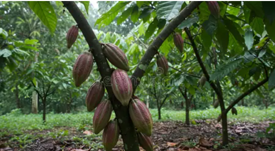 ANDREW ROLAND OBOSU tweet media