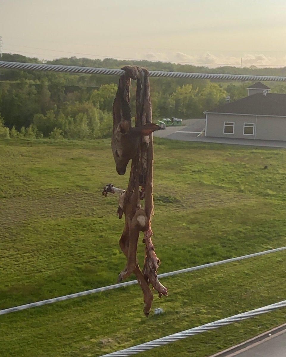 MeatEater tweet media