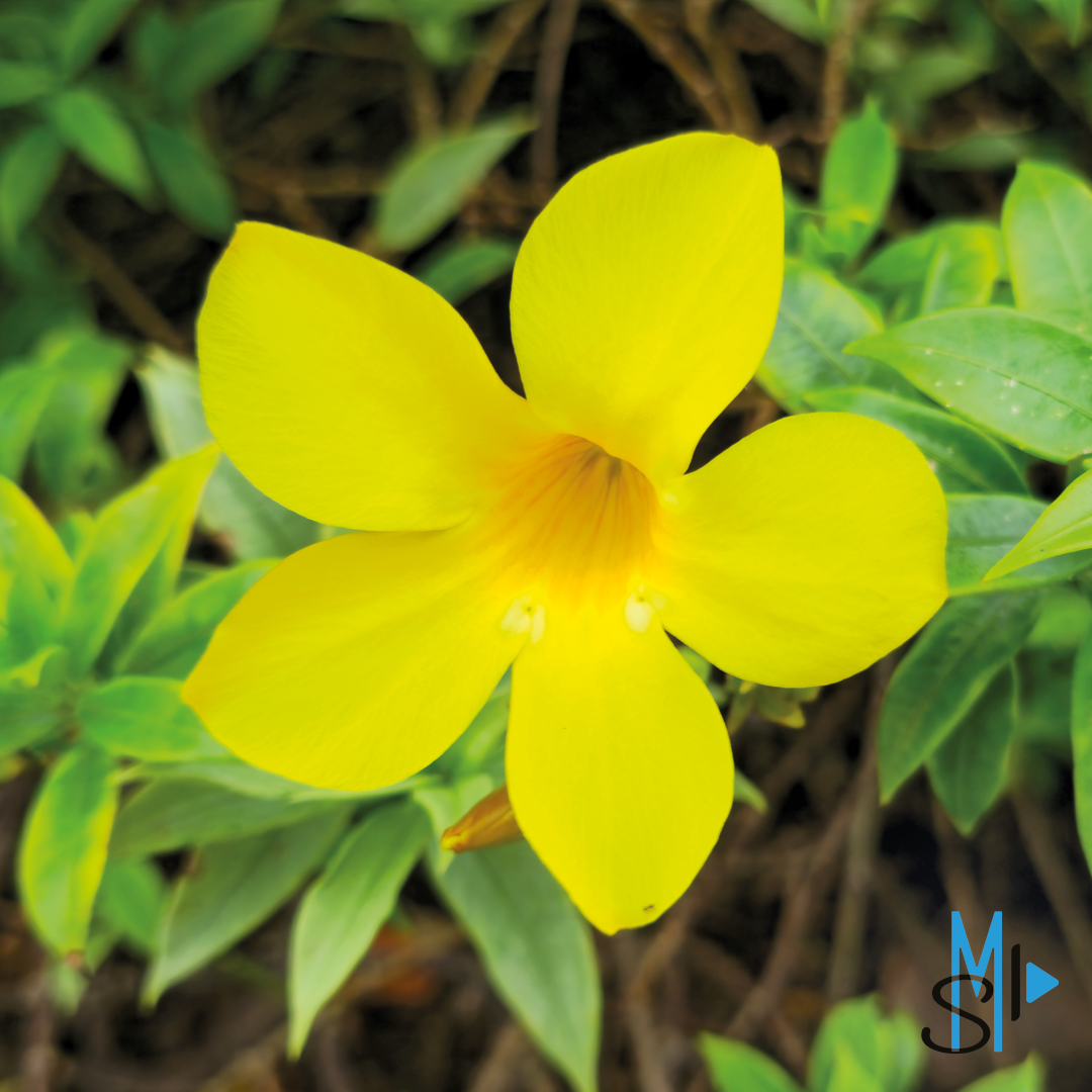 SaveMotionProd's tweet image. #SaveMotionProduction #photography #nature #martinique #972