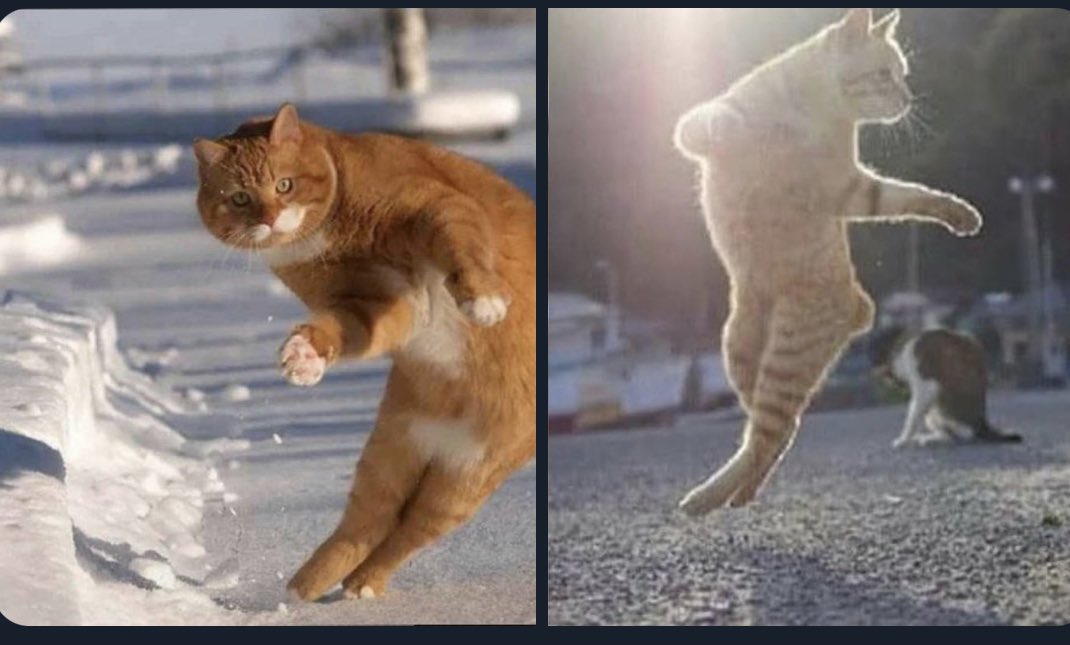 Centre des                                Tête de Koundé
ailiers