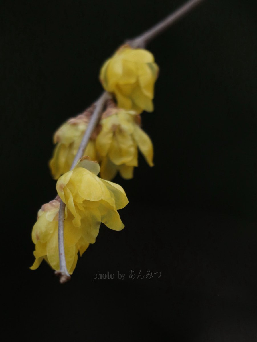 ☆あんみつ☆ (@BiDwVv7B2Uh5VYR) / Posts / X