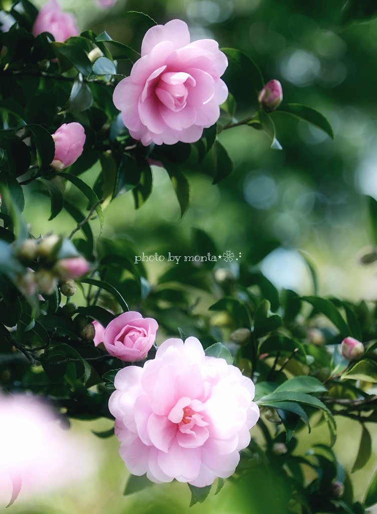 めぐ｜写真 (@TwinsMeg11) / Posts / X