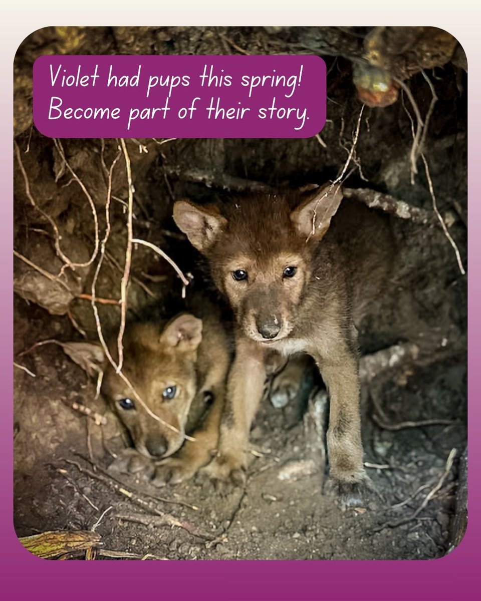 EndangeredWolfCenter tweet media