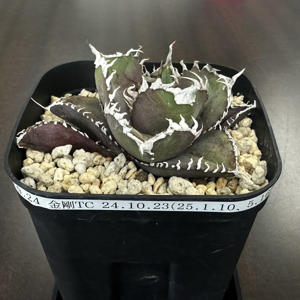 おはようございます。 外管理していたハデス、シーザーに続き白鯨と