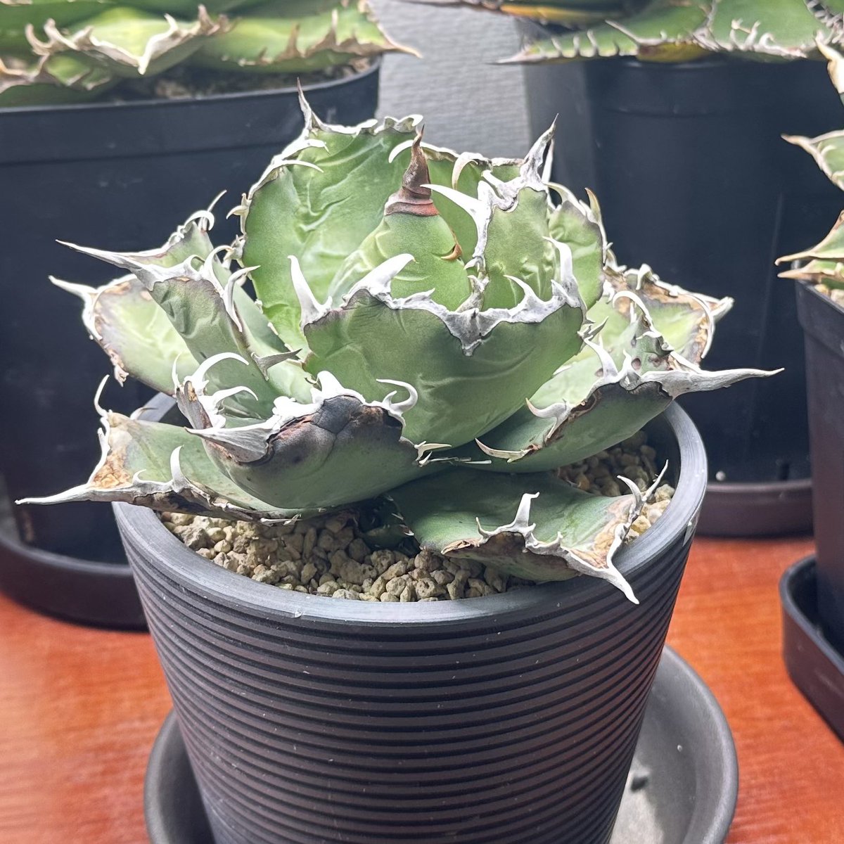 おはようございます。 外管理していたハデス、シーザーに続き白鯨と