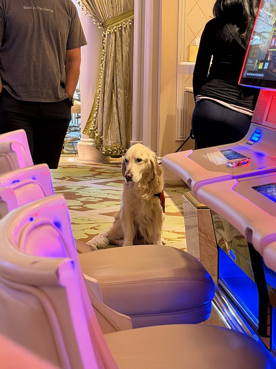 annalovesalbert's tweet image. Very good boy in the Wynn high limit!