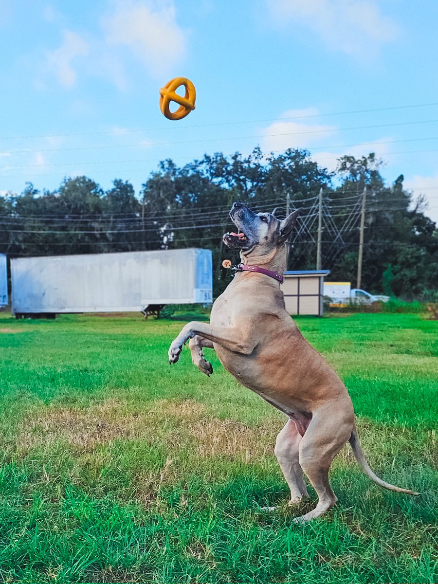 Dane Shenanigans - Great Danes (@FergusGreatDane) / Posts / X
