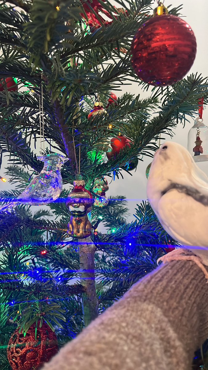 クリスマスツリーが気になるﾎﾟｼﾞﾁｬﾝ🕊️🎄この後、ツリーに初めて登っ