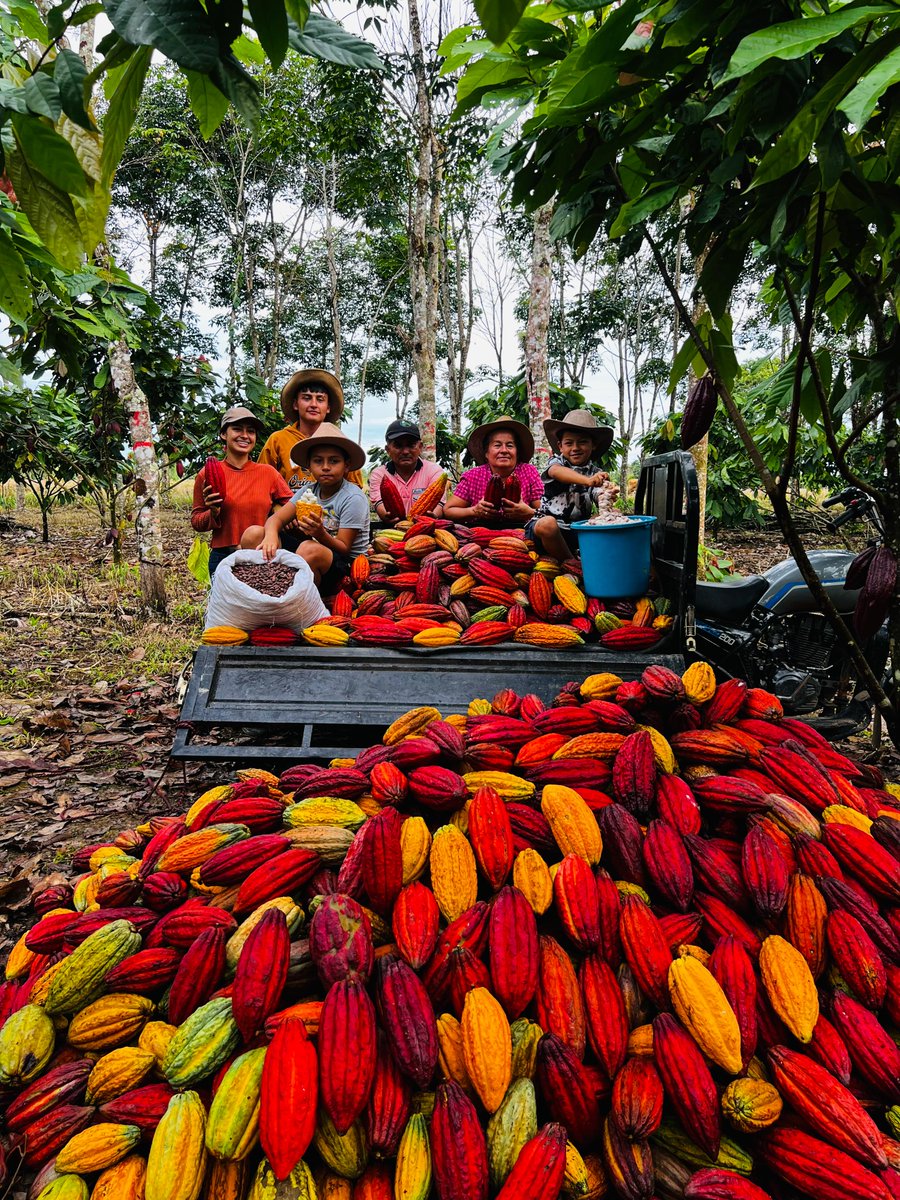 #ImagenDelDía 🌅 Cerramos el día entre las manos trabajadoras de la familia Montenegro Ríos, en San Miguel, Mesetas. El Fondo Nacional del Cacao continúa acompañando a quienes cultivan el cacao de nuestro país. ✨