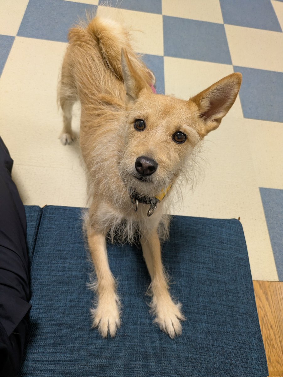 犬ちゃん (@dogchan1010) / Posts / X