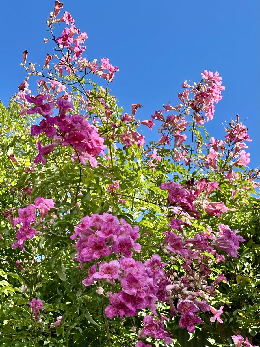 Cloudsailor / 星羅の一日一花 (@sjyszm) / Posts / X