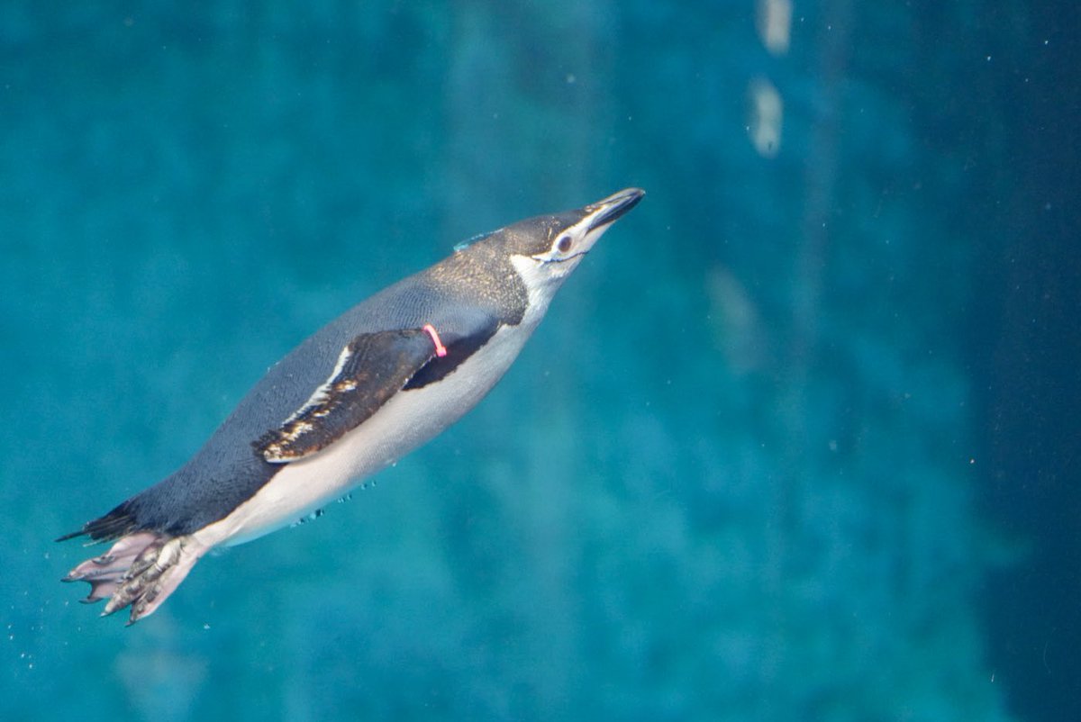 haru (@haru3131sui) / Posts / X