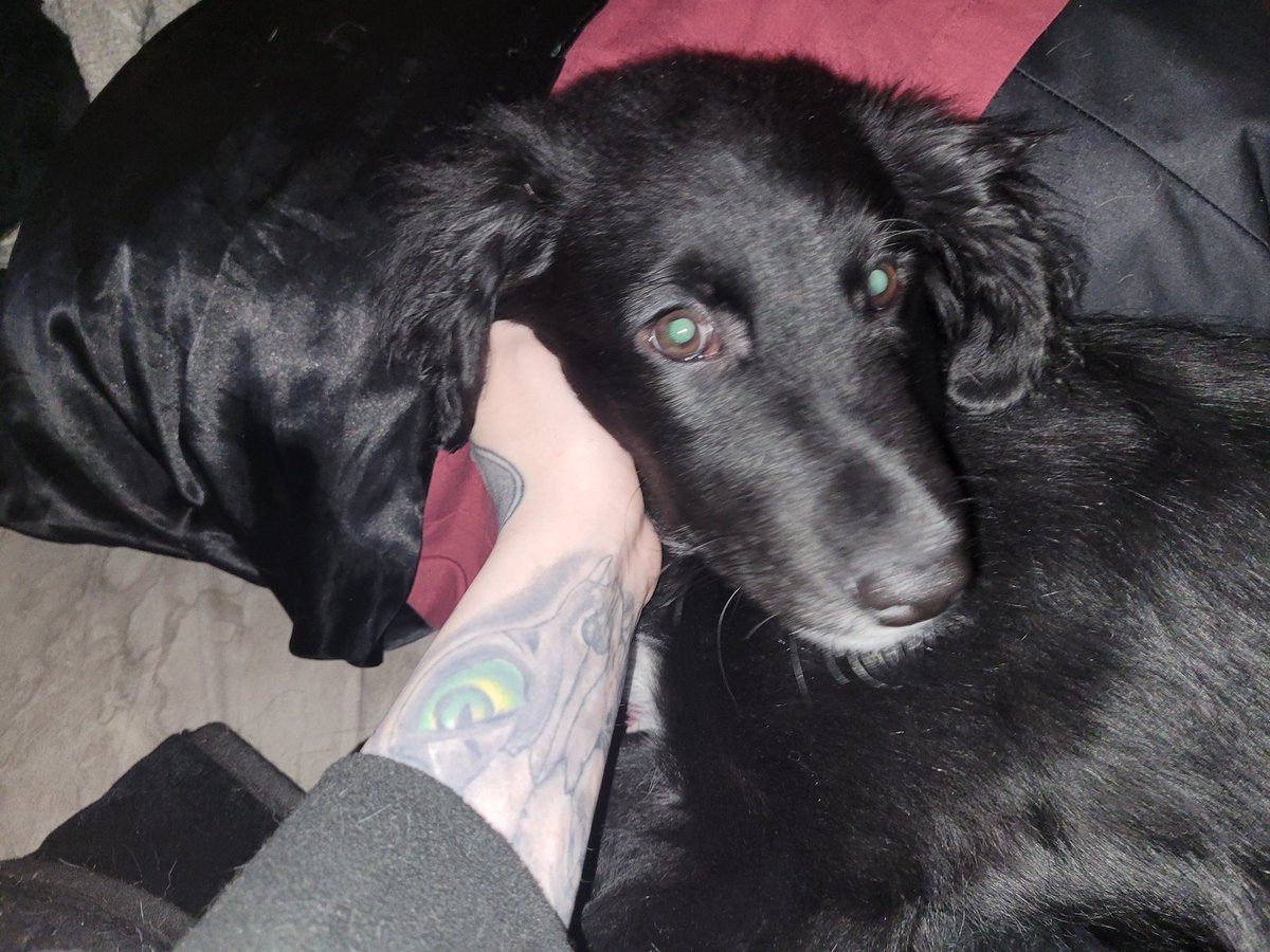 PatriciaAbsynth's tweet photo. Adorable Announcement:
I adopted a puppy! She needed a new home, I needed a furry best friend. Meet Bella Lugosi 🧛‍♀️
If anyone wishes to send her or myself presents for a Hexmas YouTube unboxing video (she would try on any sweaters) link is below 🖤
https://t.co/ulBWFiUAMz https://t.co/3kmay1SZLK