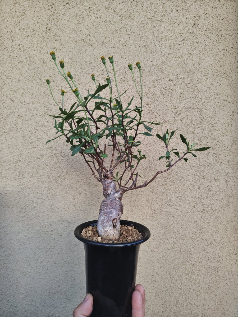 オマメプランツ (@omame_plants) / Posts / X