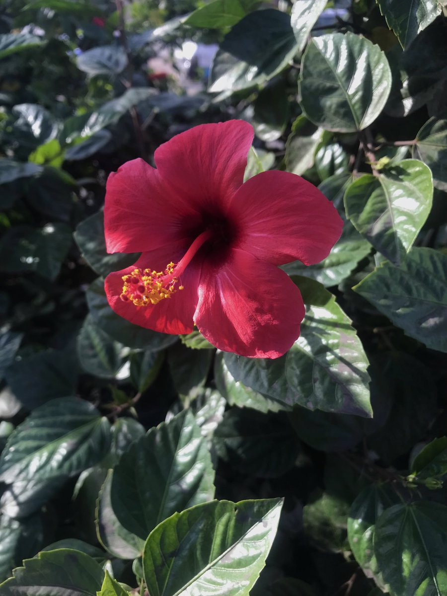 𐙚˚ ༘❀⋆ tweet media