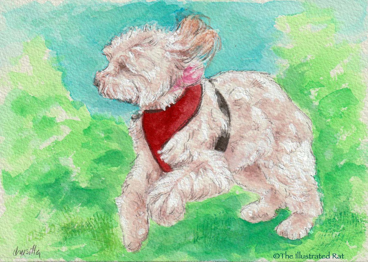 Lucy. Watercolor/acryla gouache, 5" x 7." #theillustratedrat #watercolorpainting #petportrait #dogart