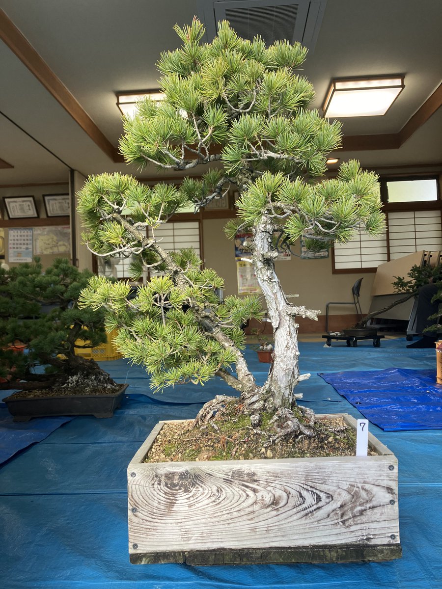 石鎚五葉松 三幹の五葉松、針金掛けてからの記録📸 石鎚五葉松として入手したが🤔