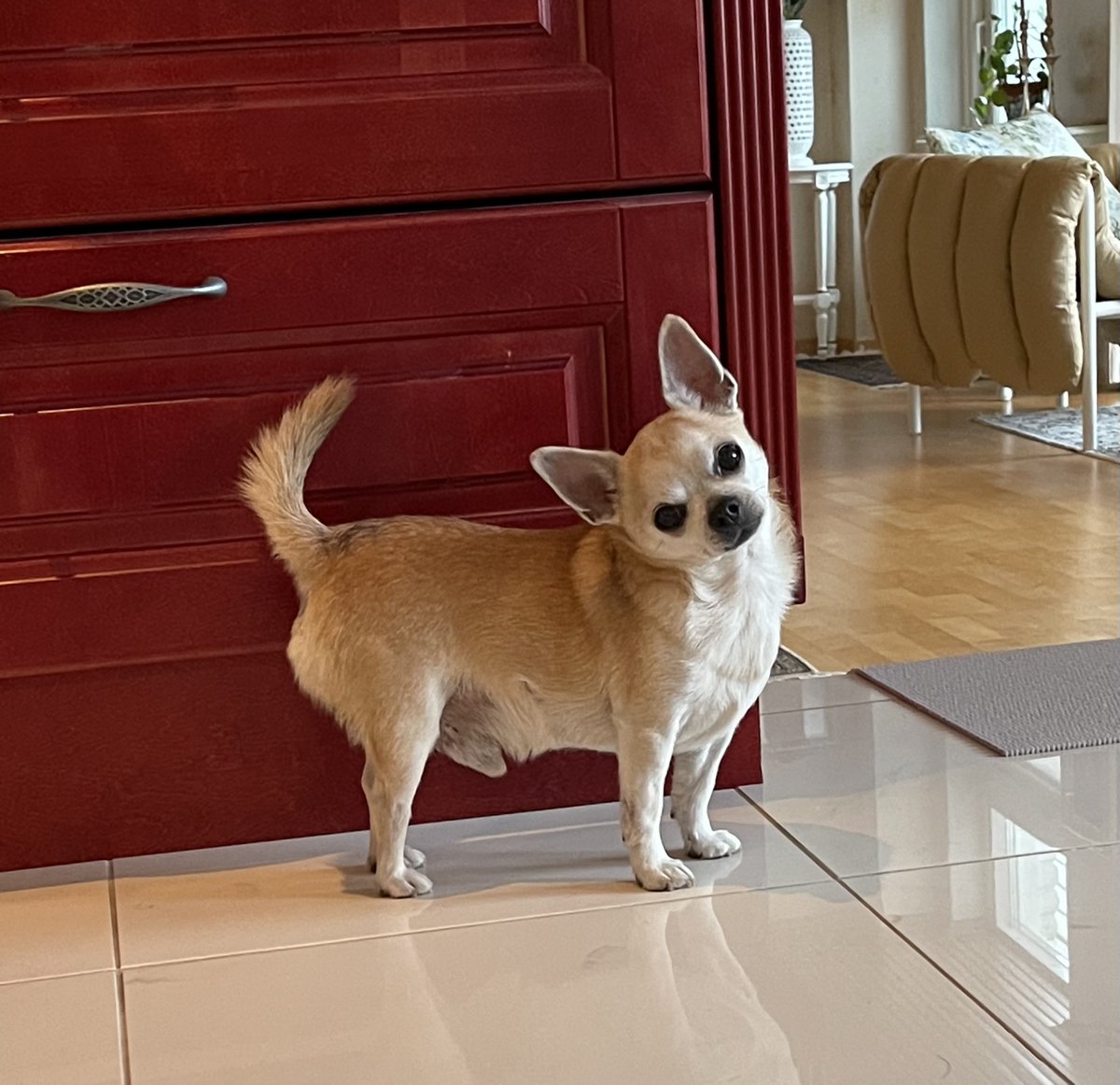 Maailmani. Rico 15 v 5kk. ❤️