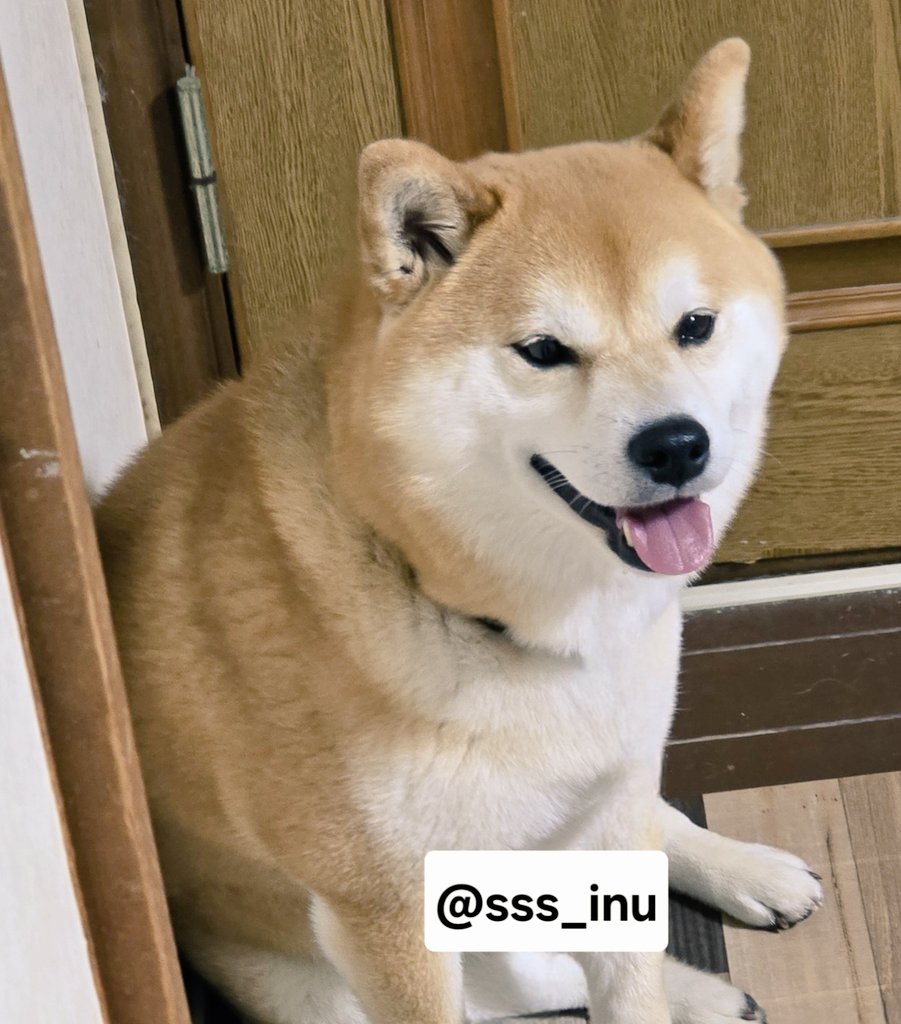 犬 (@sss_inu) / Posts / X