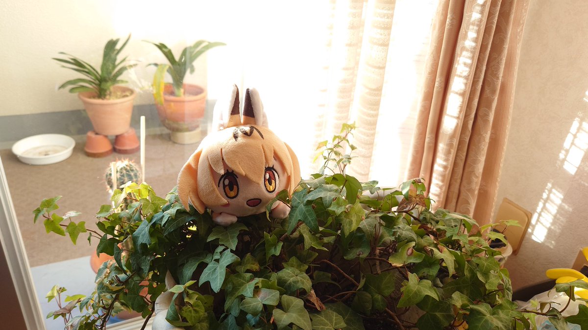 皆さん おはようございます🌞٩(๑òωó๑)۶ にゃんぱす