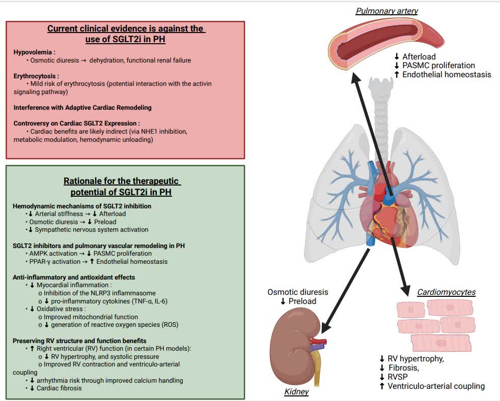 CircHF's tweet photo. In this CircHF review, we summarize current knowledge on use of SLGT2 inhibitors to enhance RV function in pulmonary hypertension @Montanidavid @jeanlucvachiery https://t.co/YVU8fiaIcg https://t.co/9AUGwJk63L