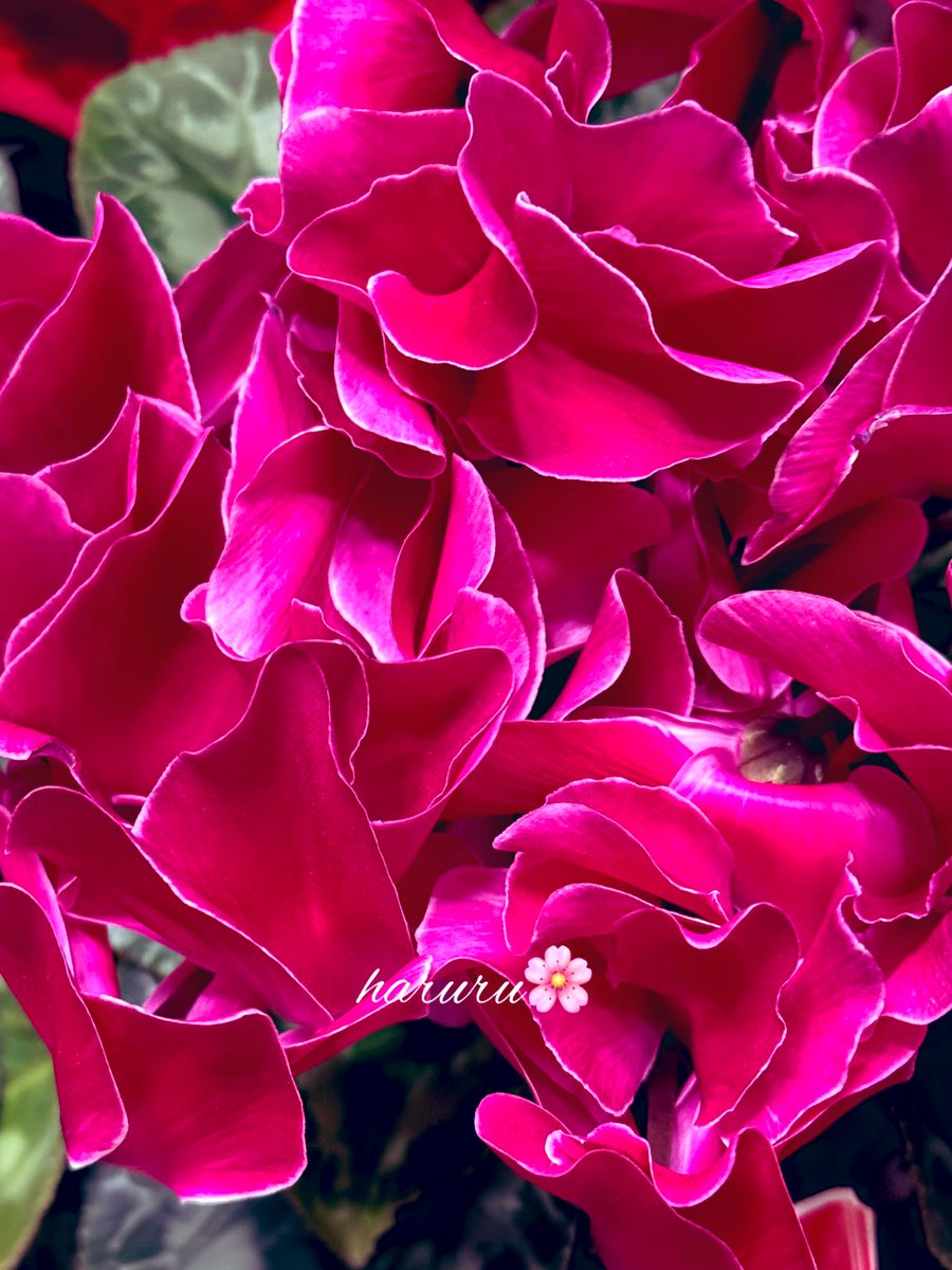 Mirac (@Miraxity) / Posts / X