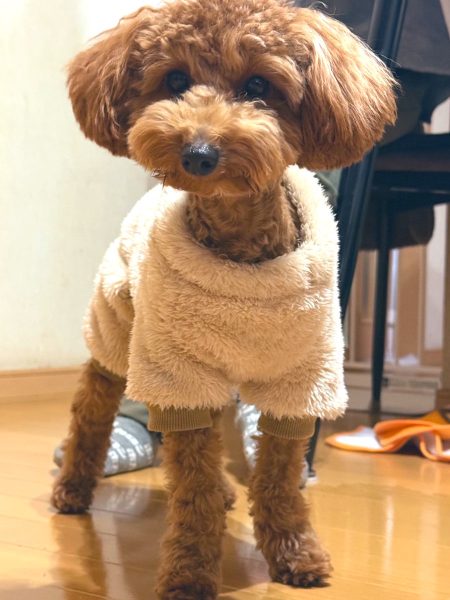 Darryl_training's tweet photo. 服着てるわんこも可愛ぇ〜☺️✨

※前足は来てません笑 https://t.co/bAcX8SEdW1