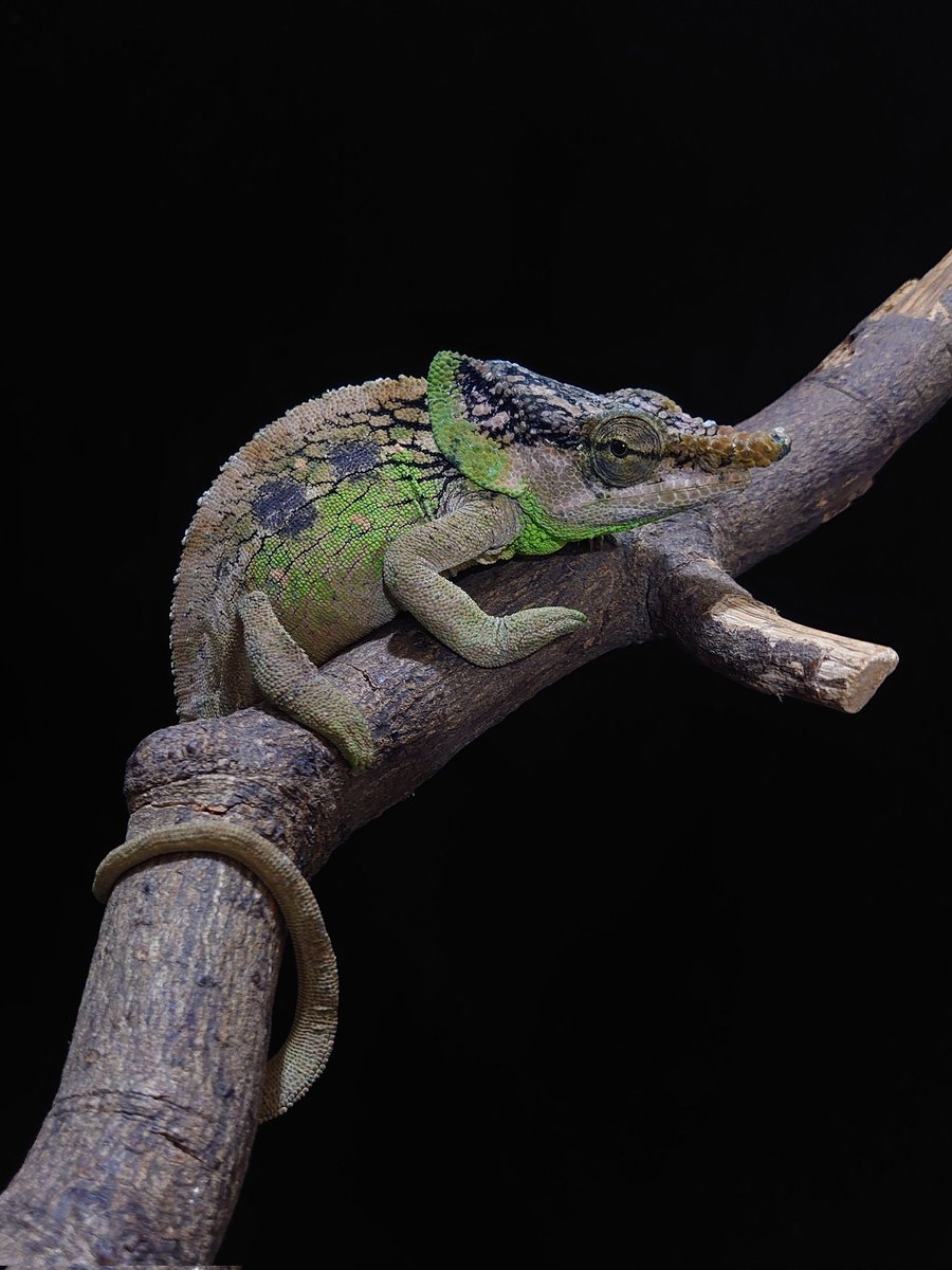 ヒ*ロ様 ☘️ スペシャルイベント☘️ラスト2☘️371 ❤️超希少【カメレオン lien（リアン） 12月26日〜28日激アツ店舗イベント‼️ (@lien_1100