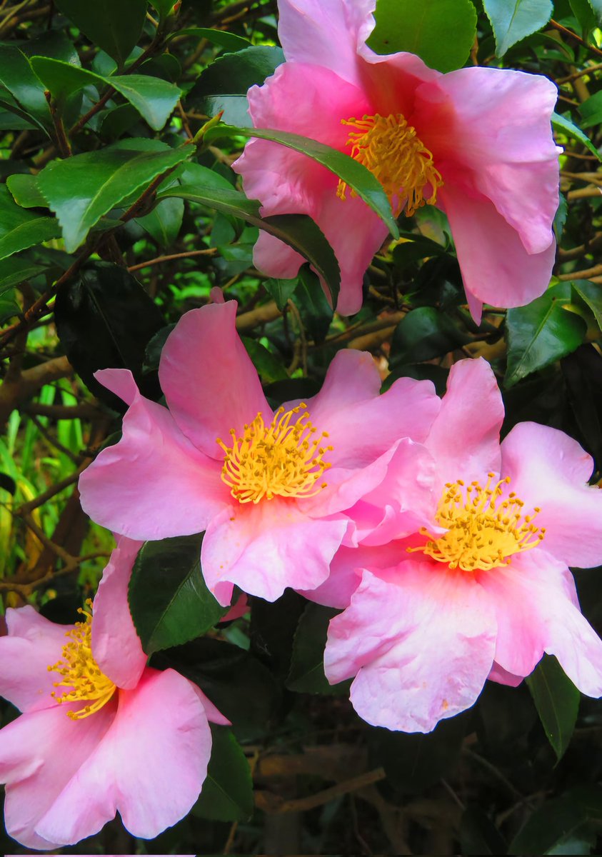 きれいなお花のおすそ分け