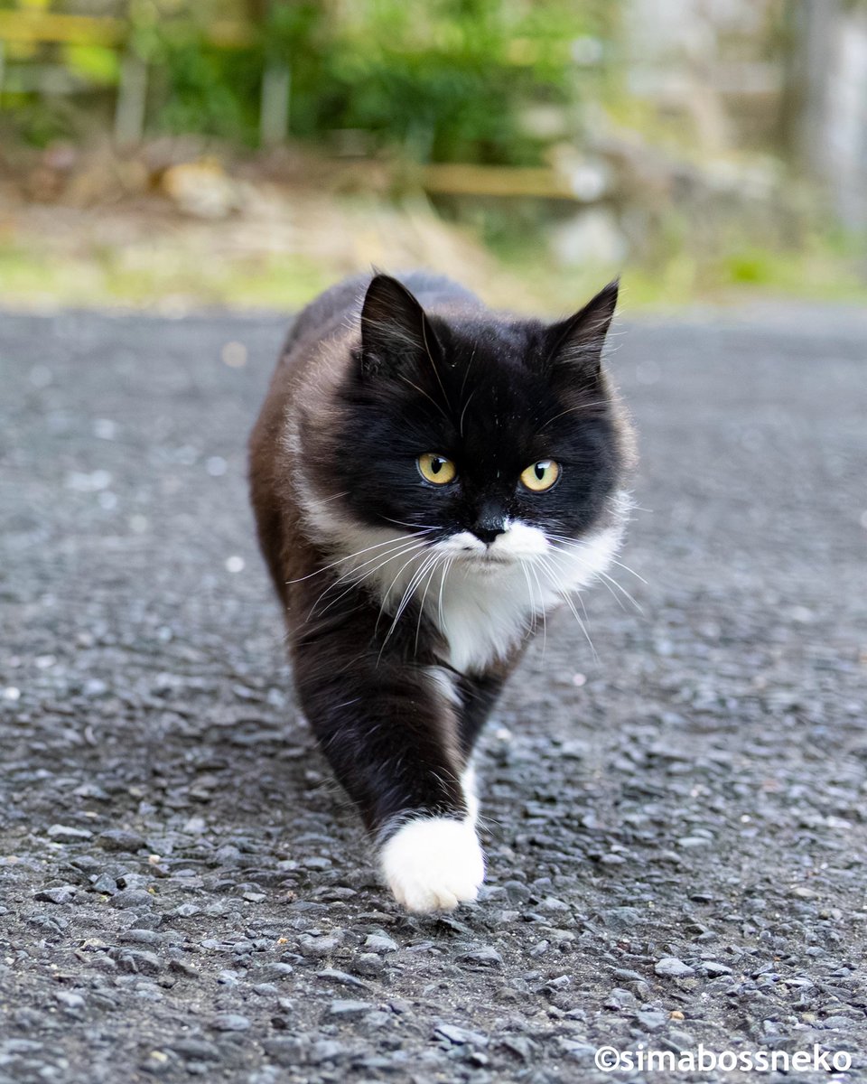 simabossneko 写真集「島にゃんこ」発売中 tweet media