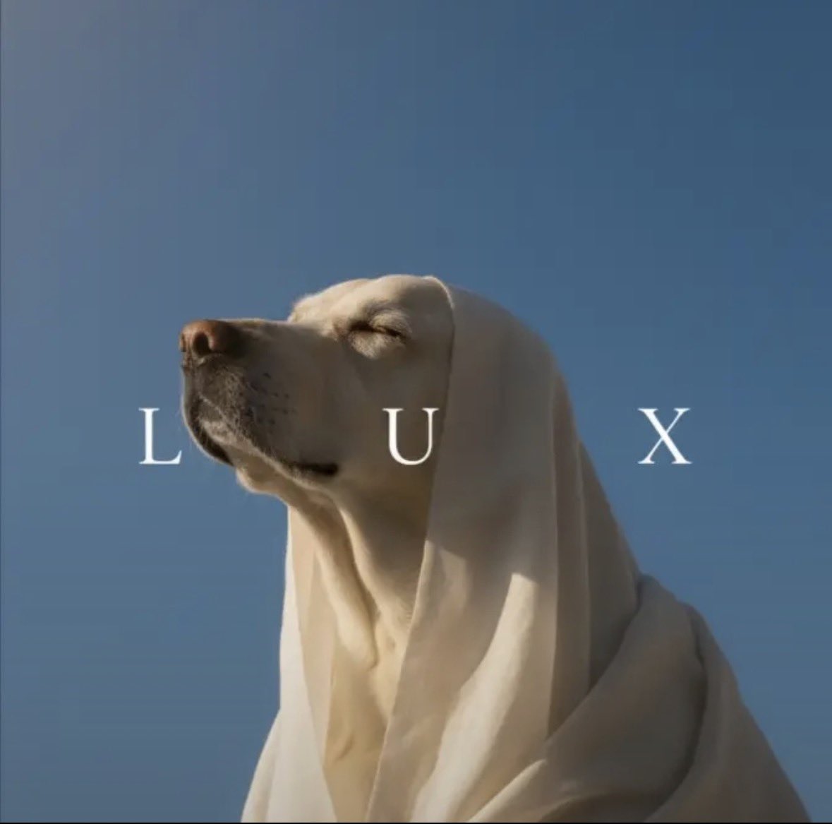 Alex tweet media