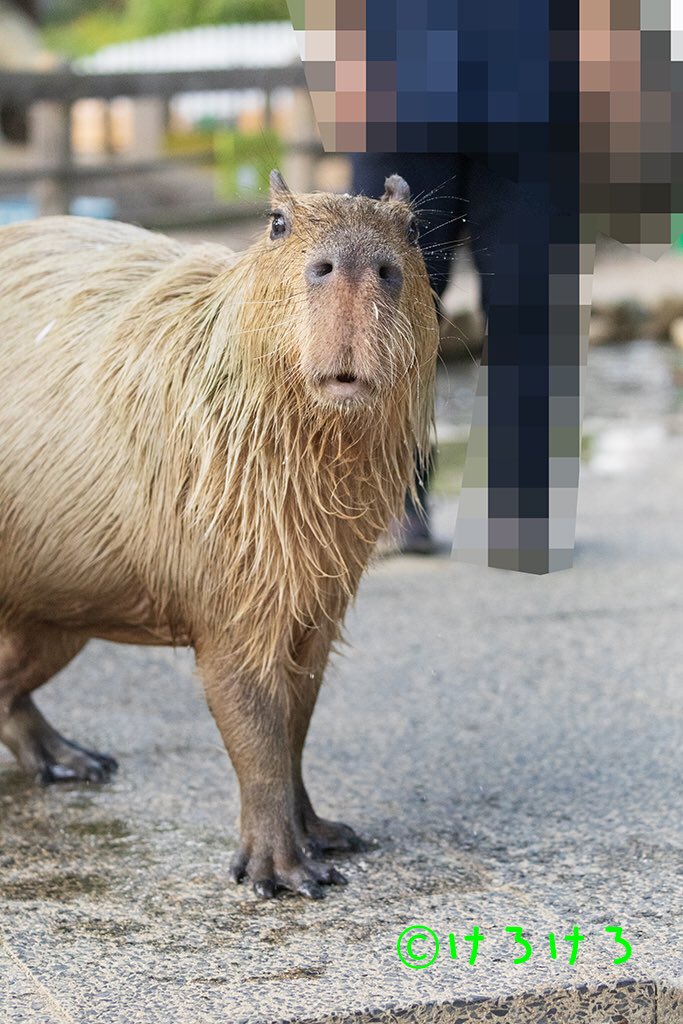 うさ＠カピバラだらけ (@usa0831) / Posts / X