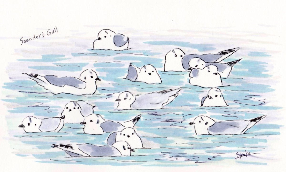 有明海にぷかぷか浮かぶズグロカモメたちを見て私は思った。
めちゃくちゃ、かわいい。
と。

これは、海のシマエナガ・・・