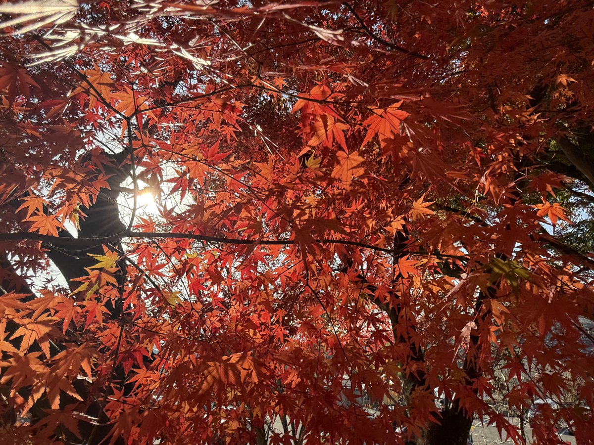 msmCh_108's tweet image. #HelloWorld #foryou