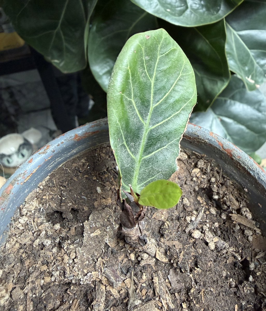 Super Pichón tweet media