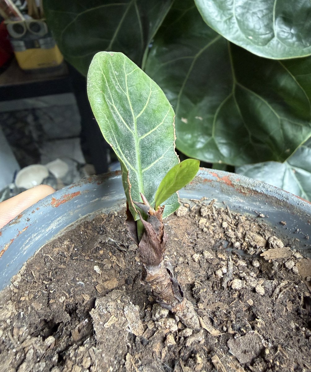 Super Pichón tweet media