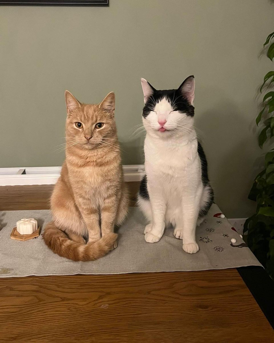 Punch Cat tweet media