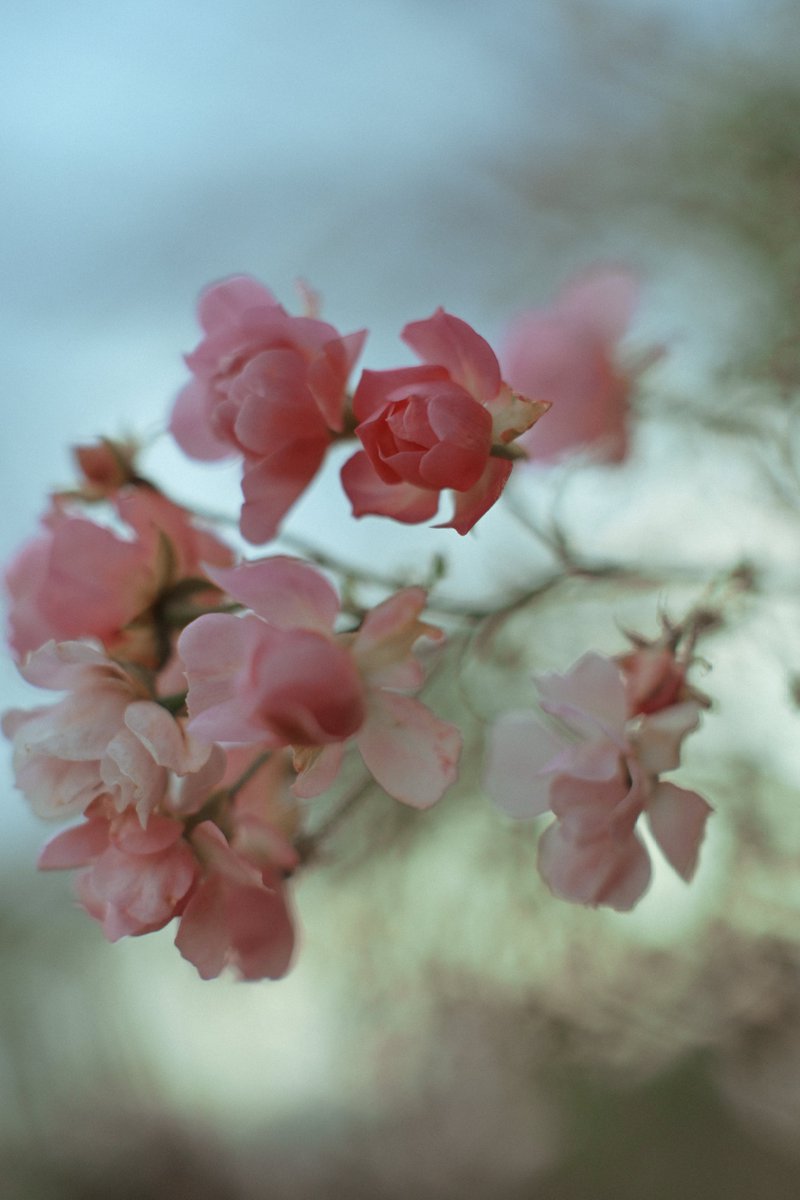 Post by 西ノ兎 on X: うわぁ 好きです