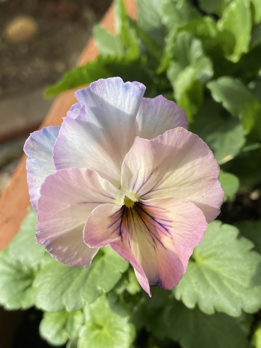 kumi ꕤ*.ﾟ (@kumi59661974) / Posts / X