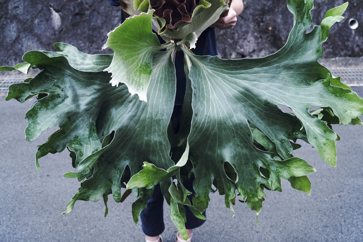 もっとヒリーを