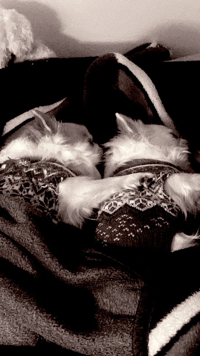 LauraTamesV's tweet image. Awwwww abrazadas para dormir mi #Blair y mi #Serena, se aman las hermanitas y yo las amo a ellas 🤍🤍