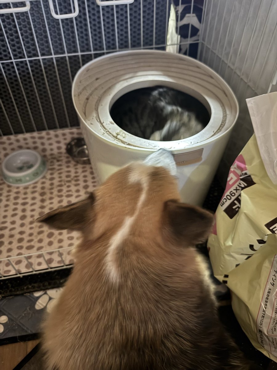 コロちゃん　12月7日に去勢手術しました　現在カラーつけています　トイレに入れない為カラー外したけど傷口舐めてしまうのでトイレのフタを外すことで解決しました