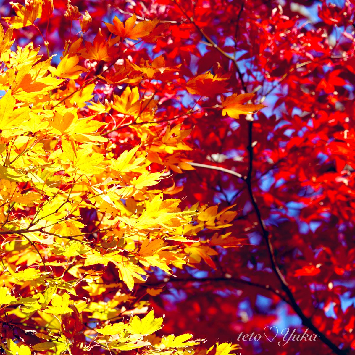 Nature Plants_hana_ Community on X - 336 Members