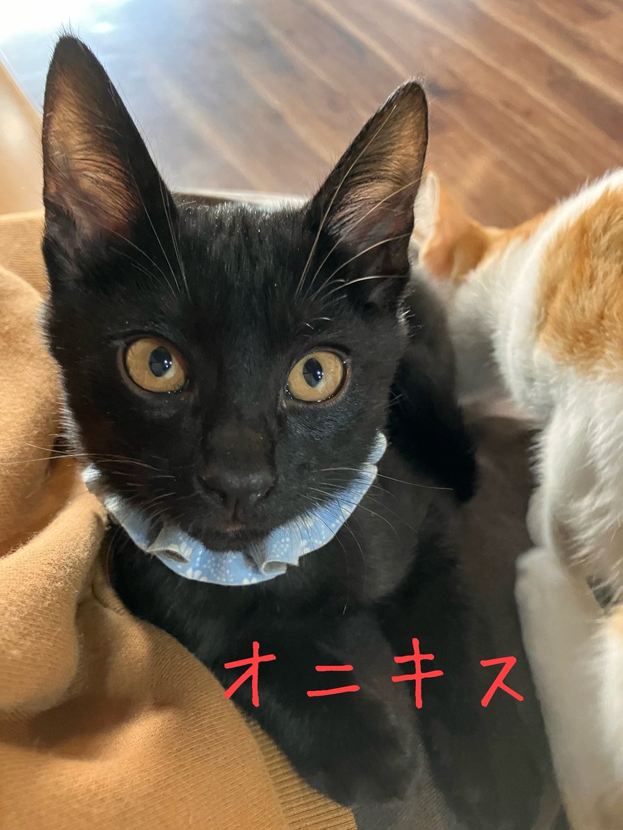 非営利型 一般社団法人 ねこたまご (@nekotamago_) / Posts / X