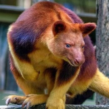 AcervoCharts's tweet image. Cientistas encontraram um canguru-arborícola pela primeira vez em 90 anos.

Diferente dos cangurus comuns, essa espécie vive nas copas das árvores, não no solo.